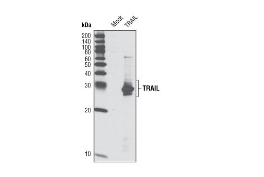Western Blotting Image 2: TRAIL (C92B9) Rabbit Monoclonal Antibody (BSA and Azide Free)