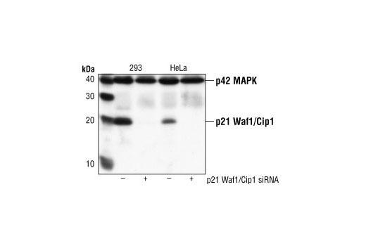 Western Blotting Image 3: p21 Waf1/Cip1 (DCS60) Mouse Monoclonal Antibody (BSA and Azide Free)