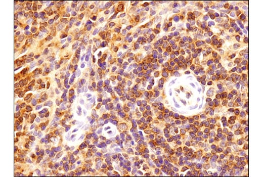 Immunohistochemistry Image 4: Bax (D3R2M) Rabbit Monoclonal Antibody (BSA and Azide Free)
