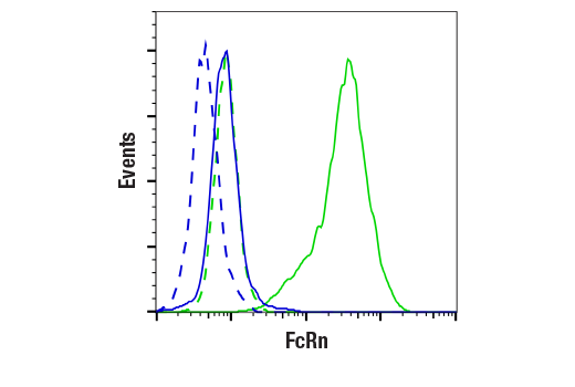 Flow Cytometry Image 1: FcRn (E6D1S) Rabbit Monoclonal Antibody