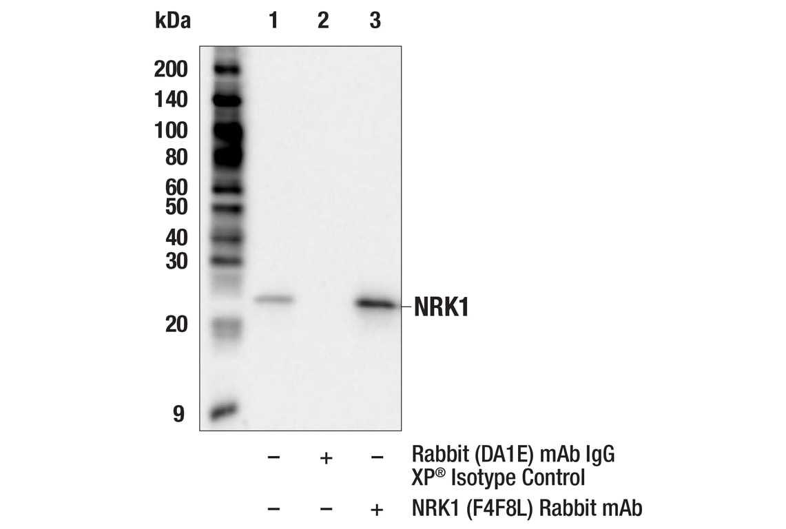 Immunoprecipitation Image 1: NRK1 (F4F8L) Rabbit Monoclonal Antibody