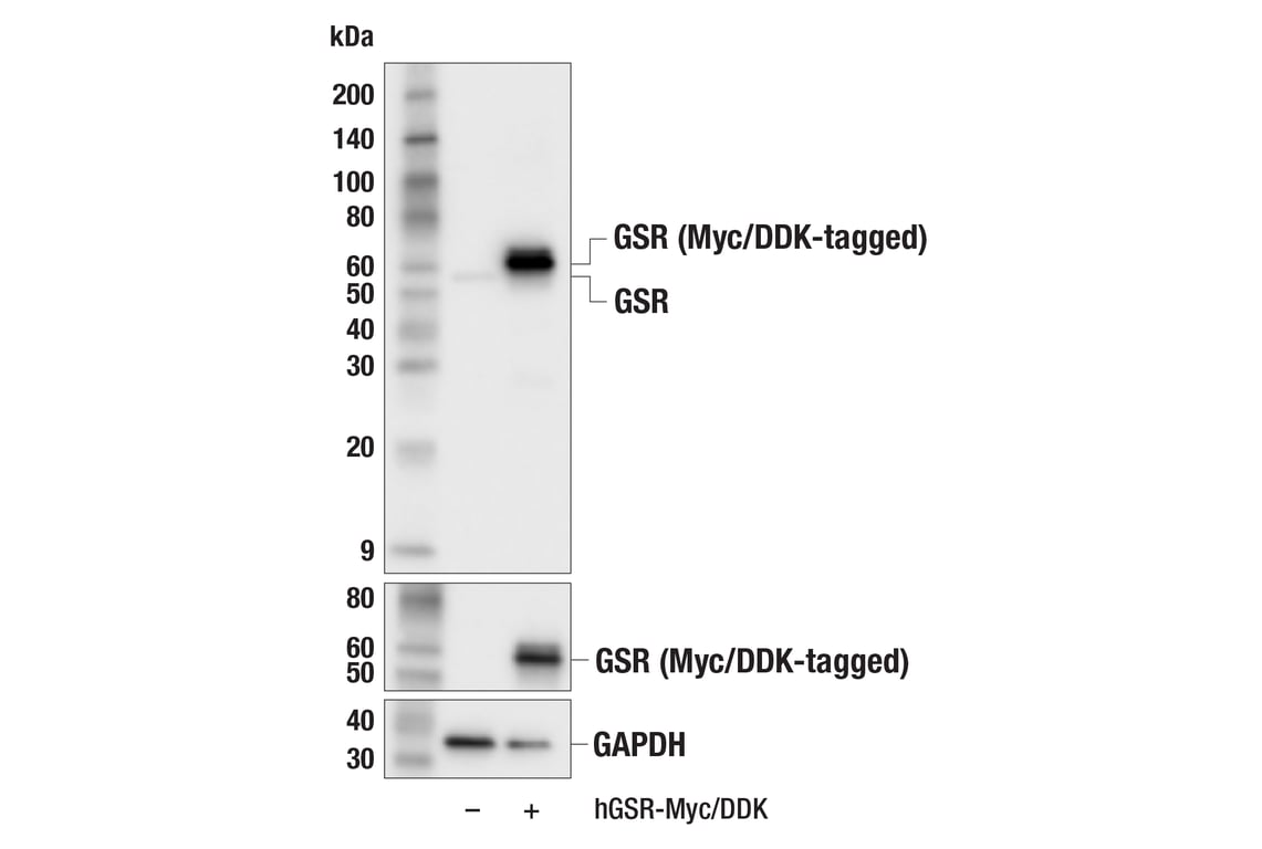 Western Blotting Image 2: GSR (E5L1A) Rabbit Monoclonal Antibody