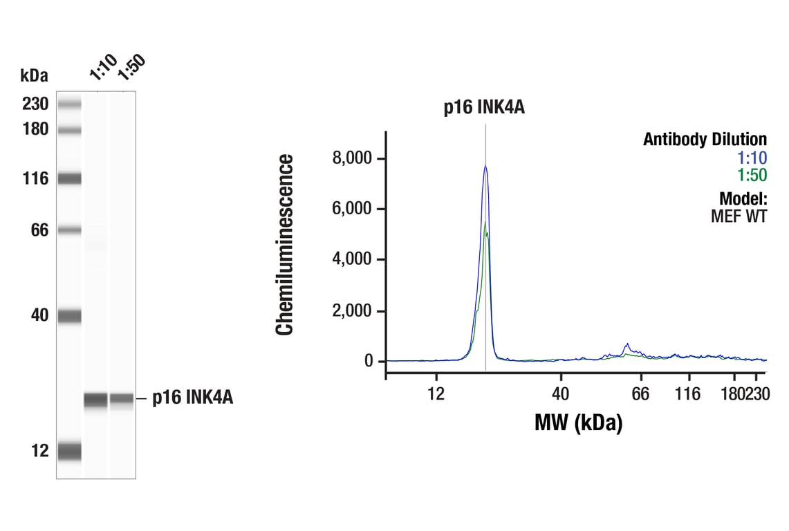 Western Blotting Image 1: p16 INK4A (F3I7K) Rabbit Monoclonal Antibody