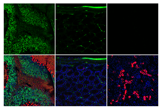 Immunofluorescence Image 5: Calretinin (E7R6O) Rabbit Monoclonal Antibody (BSA and Azide Free)