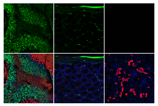 Immunofluorescence Image 5: Calretinin (E7R6O) XP<sup>®</sup> Rabbit mAb (BSA and Azide Free)