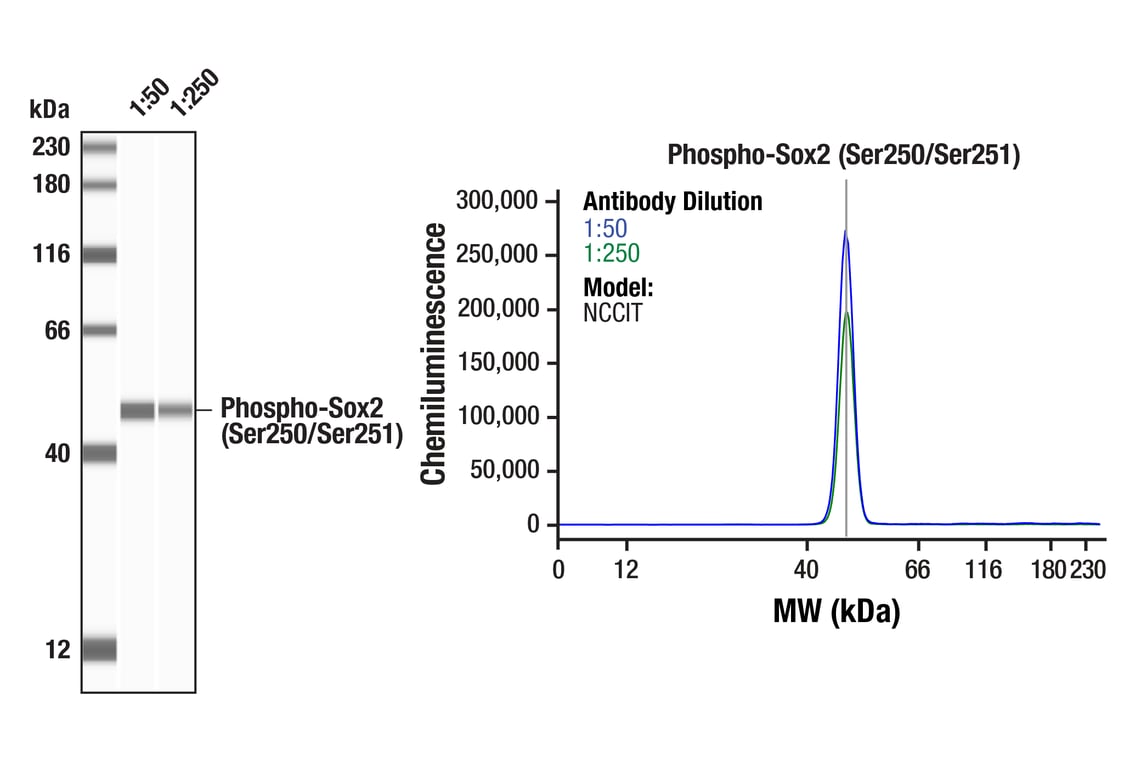 MAB② ＳＳサイズ Phospho-Sox2 (Ser250/Ser251) (A2I7G) Rabbit mAb | Cell