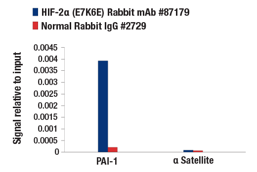 Chromatin Immunoprecipitation Image 3: HIF-2 alpha (E7K6E) Rabbit Monoclonal Antibody