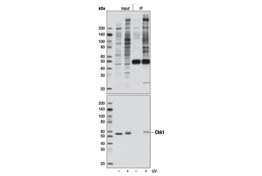 Immunoprecipitation Image 1: Phospho-ATM/ATR Substrate (S*Q) (D23H2/D69H5) MultiMab<sup>®</sup> Rabbit Monoclonal Antibody mix