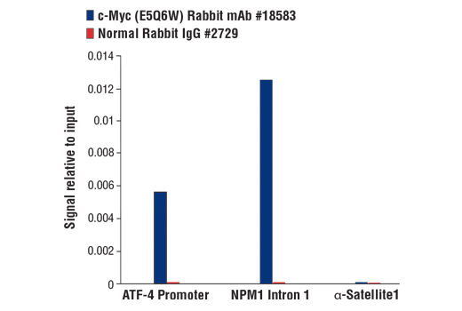Chromatin Immunoprecipitation Image 1: c-Myc (E5Q6W) Rabbit Monoclonal Antibody