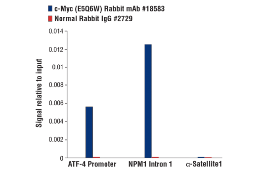 undefined Image 18: Myc Family Profiling Antibody Sampler Kit