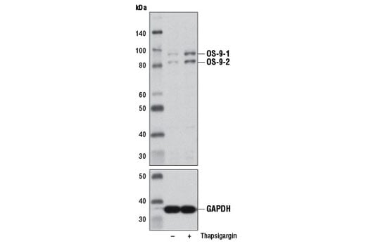 Western Blotting Image 2: OS-9 (D8P4G) Rabbit Monoclonal Antibody