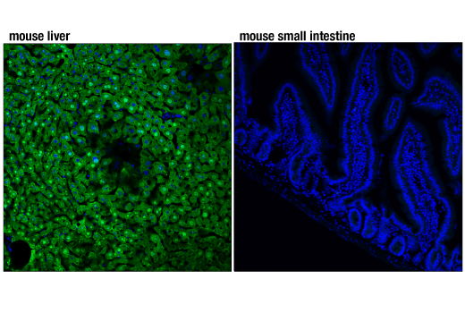 Immunofluorescence Image 1: Arginase-1 (D4E3M) Rabbit Monoclonal Antibody (BSA and Azide Free)