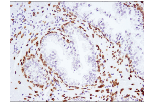 Immunohistochemistry Image 4: Lamin A (133A2) Mouse Monoclonal Antibody