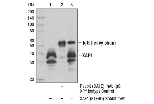 Immunoprecipitation Image 1: XAF1 (E1E4O) Rabbit Monoclonal Antibody