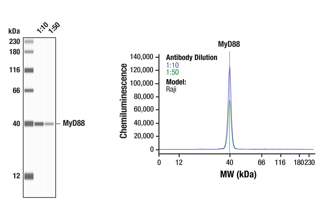 undefined Image 26: Myddosome Complex Antibody Sampler Kit