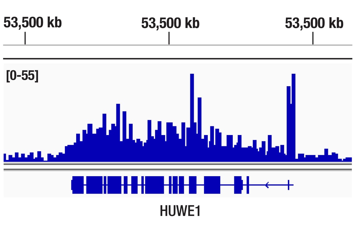 CUT & Tag Image 1: DNMT3A (D2H4B) Rabbit Monoclonal Antibody