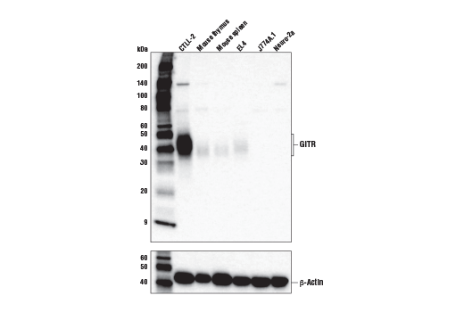 Western Blotting Image 1: GITR (E9O9H) Rabbit mAb