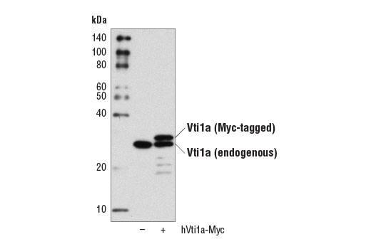 Western Blotting Image 2: Vti1a (D8U3M) Rabbit Monoclonal Antibody