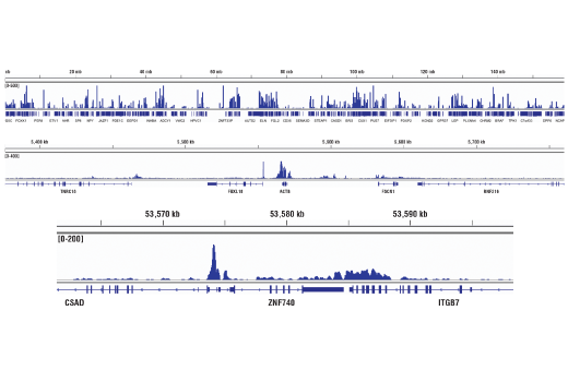 Chromatin Immunoprecipitation Image 2: Rpb1 NTD (D8L4Y) Rabbit Monoclonal Antibody