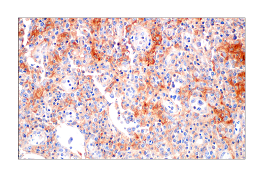 Immunohistochemistry Image 7: Src (36D10) Rabbit Monoclonal Antibody