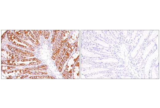Immunohistochemistry Image 8: Maoa (E3L3B) Rabbit Monoclonal Antibody