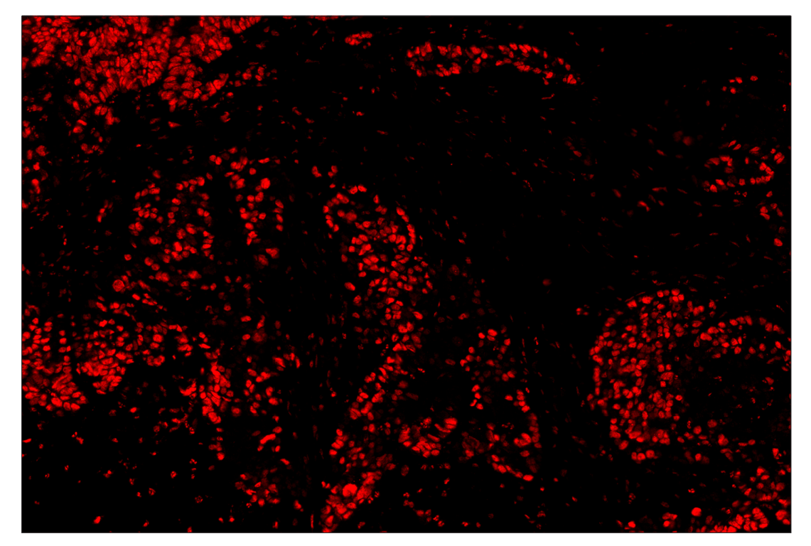 Immunohistochemistry Image 4: Phospho-CREB (Ser133) (87G3) & CO-0125-594 SignalStar<sup>™</sup> Oligo-Antibody Pair