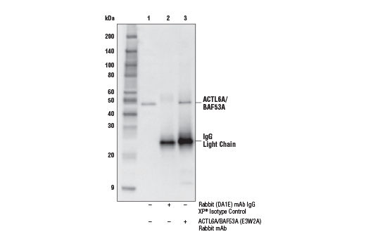 Immunoprecipitation Image 1: ACTL6A/BAF53A (E3W2A) Rabbit Monoclonal Antibody