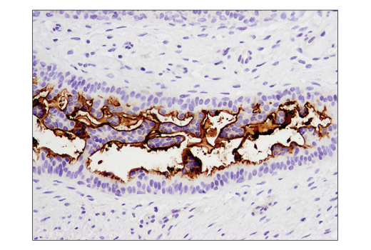 Immunohistochemistry Image 3: CD133 (D2V8Q) Rabbit Monoclonal Antibody (BSA and Azide Free)
