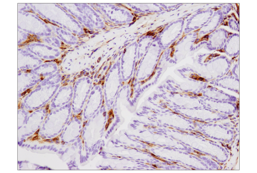 Immunohistochemistry Image 3: VISTA (D5L5T) Rabbit Monoclonal Antibody (BSA and Azide Free)