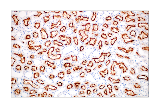 Immunohistochemistry Image 2: ACE2 (OTI1G4) Mouse Monoclonal Antibody