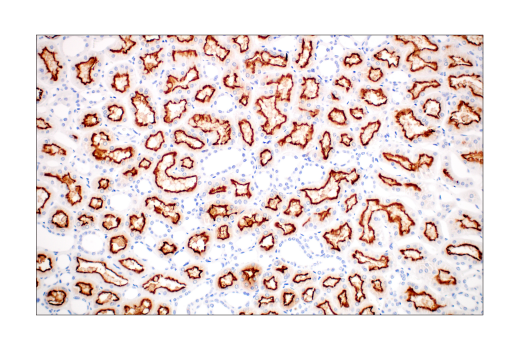 Immunohistochemistry Image 2: ACE2 (OTI1G4) Mouse mAb