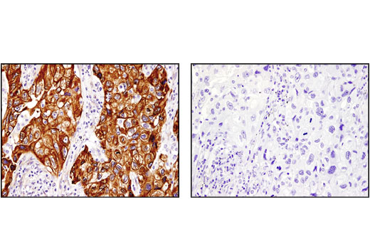 Immunohistochemistry Image 2: PGRMC1 (D6M5M) Rabbit Monoclonal Antibody