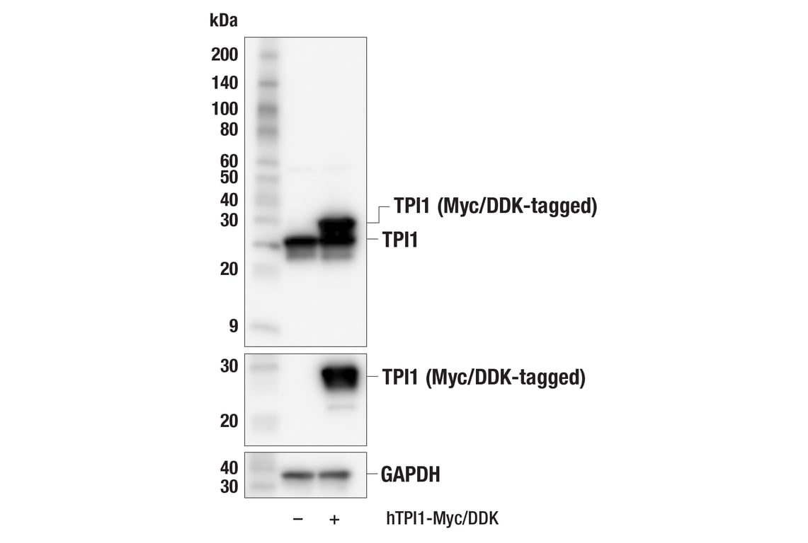 Western Blotting Image 3: TPI1 (F6U6Y) Rabbit Monoclonal Antibody