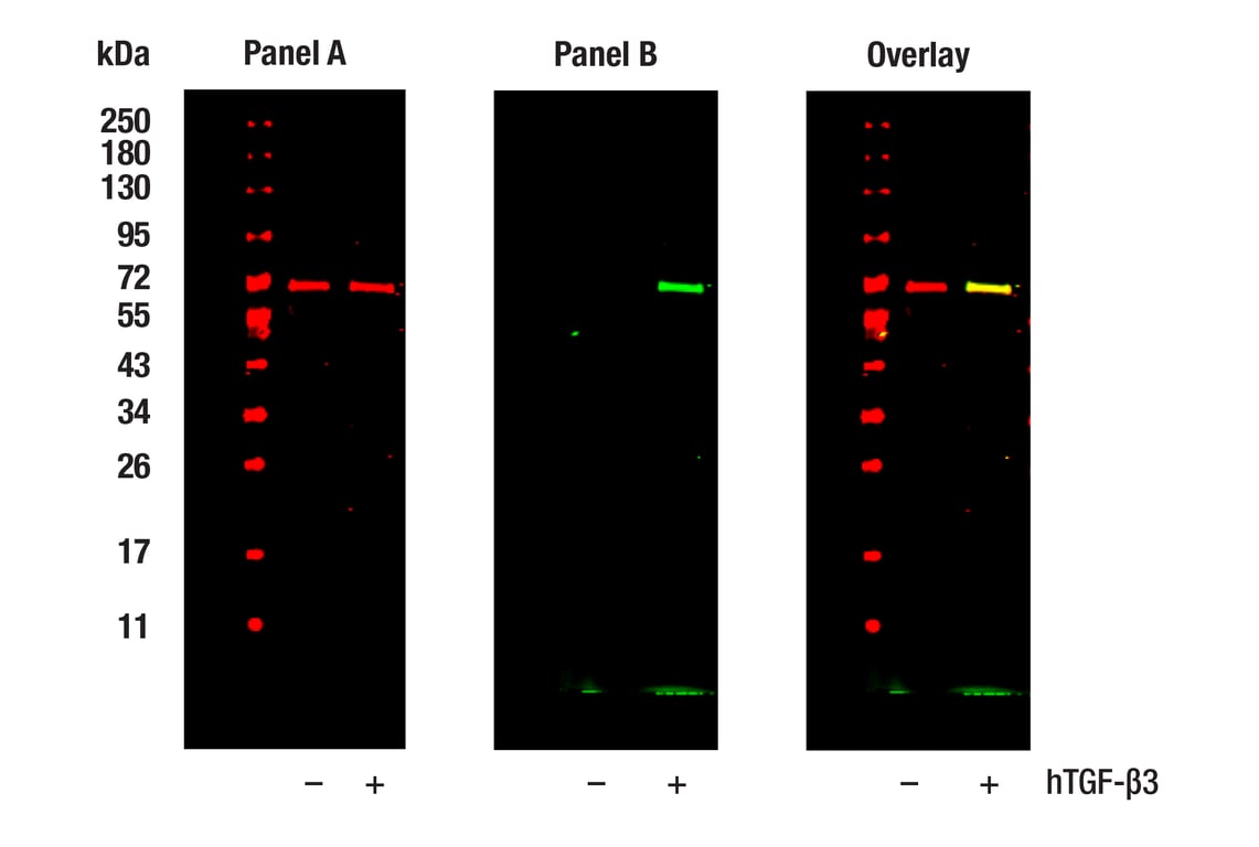 Western Blotting Image 1: Phospho-SMAD2 (Ser465/Ser467) (E8F3R) Rabbit Monoclonal Antibody