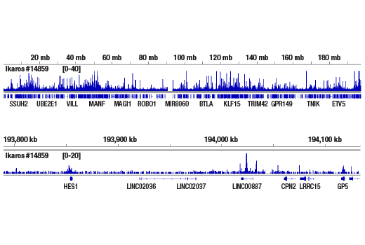 CUT & RUN Image 2: Ikaros (D6N9Y) Rabbit Monoclonal Antibody