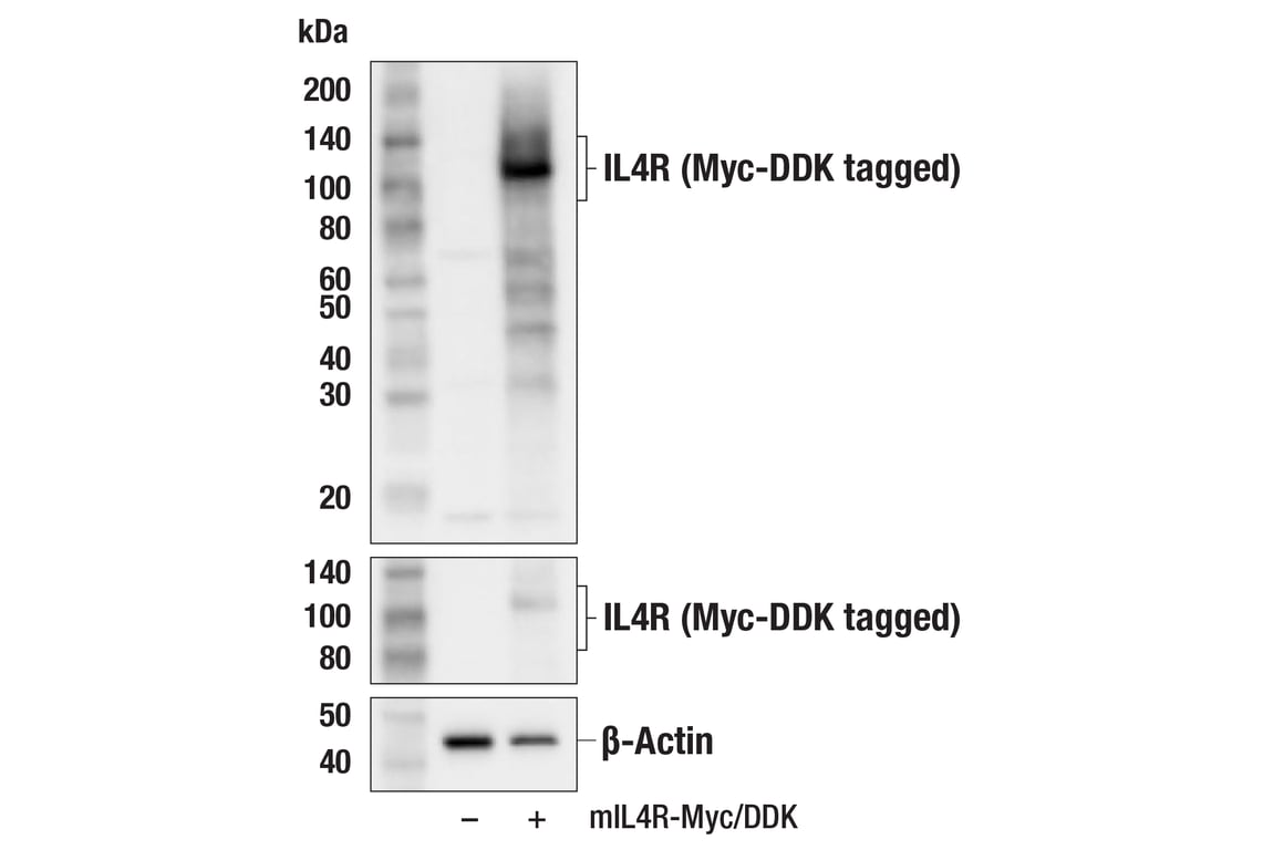 Western Blotting Image 2: IL4R (F6C4Z) Rabbit Monoclonal Antibody (BSA and Azide Free)