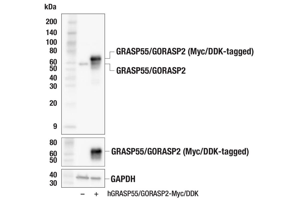 Western Blotting Image 2: GRASP55/GORASP2 (F8L6I) Rabbit Monoclonal Antibody