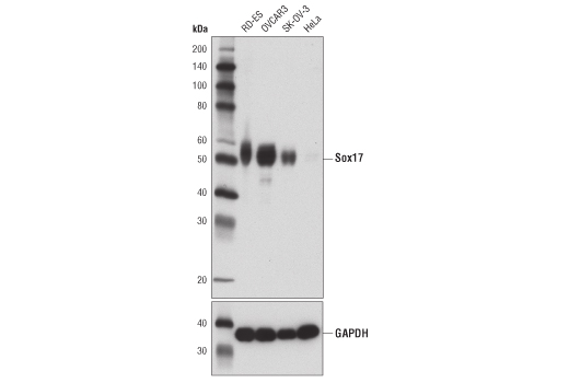 Western Blotting Image 1: Sox17 (D1T8M) Rabbit mAb