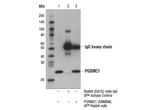 Immunoprecipitation Image 1: PGRMC1 (D6M5M) Rabbit Monoclonal Antibody