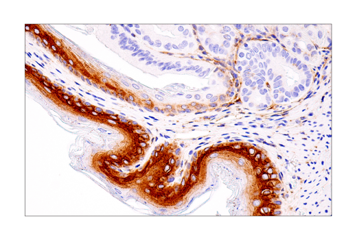 Immunohistochemistry Image 11: Connexin 43 (E7N2R) XP<sup>®</sup> Rabbit mAb (BSA and Azide Free)