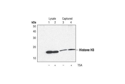 ELISA Image 3: PathScan<sup>®</sup> Total Histone H3 Sandwich ELISA Kit
