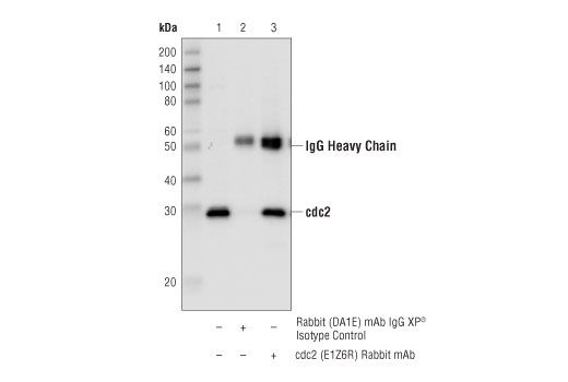 Immunoprecipitation Image 1: cdc2 (E1Z6R) Rabbit Monoclonal Antibody
