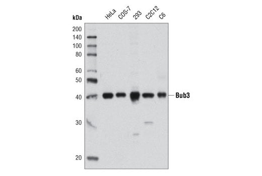 Western Blotting Image 1: Bub3 (D8G6) Rabbit mAb