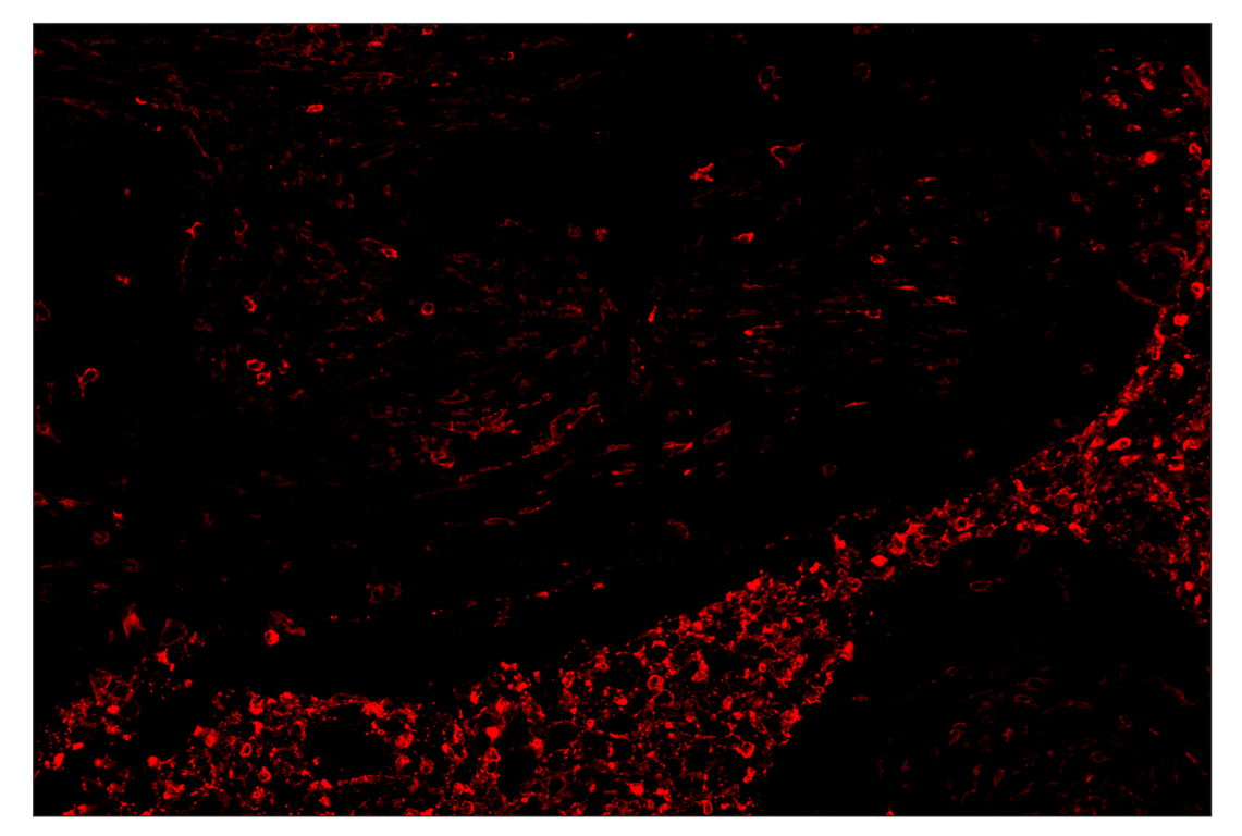 Immunohistochemistry Image 4: CD11b/ITGAM (D6X1N) & CO-0037-488 SignalStar<sup>™</sup> Oligo-Antibody Pair