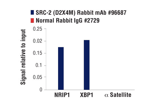 Chromatin Immunoprecipitation Image 3: SRC-2 (D2X4M) Rabbit Monoclonal Antibody