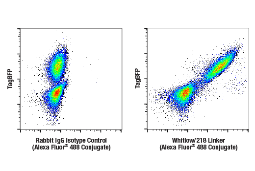 Flow Cytometry Image 3: Whitlow/218 Linker (E3U7Q) Rabbit Monoclonal Antibody (Alexa Fluor<sup>®</sup> 488 Conjugate)