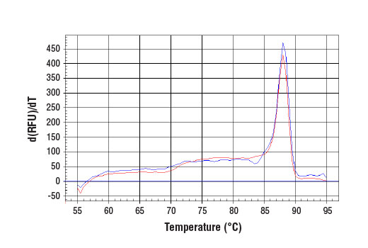 undefined Image 1: SimpleChIP<sup>®</sup> Mouse B-Myb Intron 2 Primers