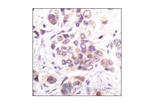 Immunohistochemistry Image 1: p21 Waf1/Cip1 (DCS60) Mouse Monoclonal Antibody (BSA and Azide Free)