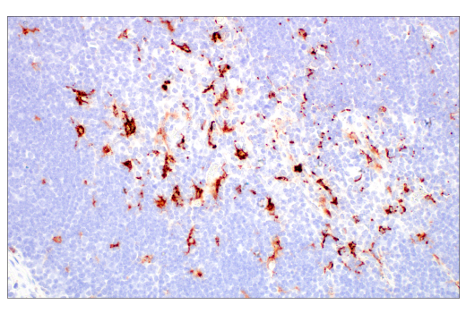 Immunohistochemistry Image 4: Lysozyme C-1/2 (E2K5R) Rabbit Monoclonal Antibody