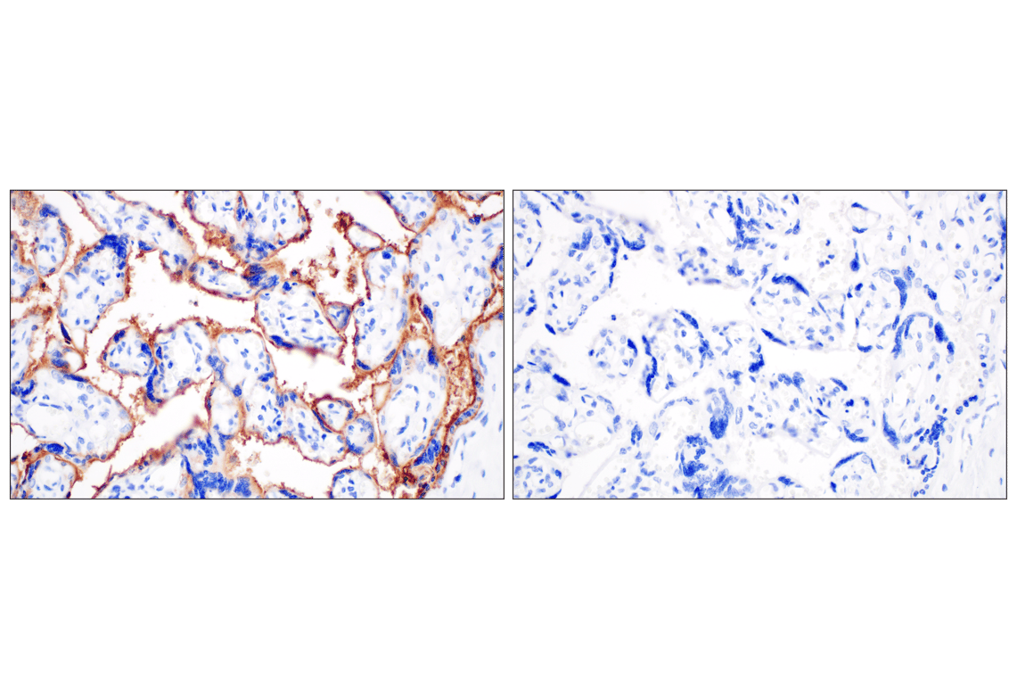 Immunohistochemistry Image 4: ALPP/ALPPL2 (F1L4G) Rabbit Monoclonal Antibody